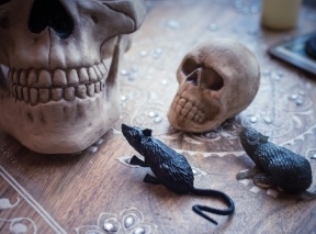 two halloween skulls, one larger and one smaller, sit on a table next to 2 rubber rats - BLOG